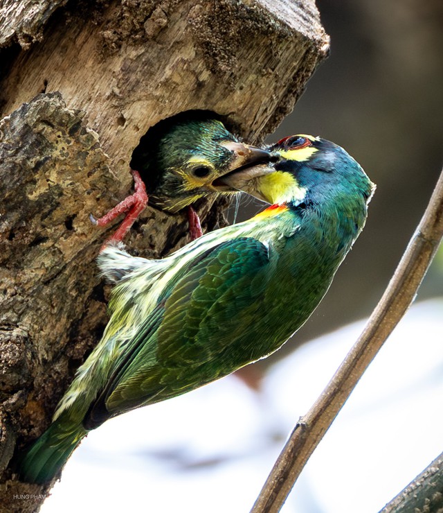 Khoảnh khắc chim cu rốc mớm mồi cho con trong thân cây mục đầy yêu thương - Ảnh 3.