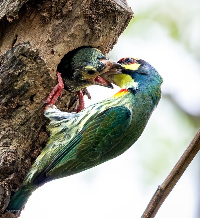 Khoảnh khắc chim cu rốc mớm mồi cho con trong thân cây mục đầy yêu thương - Ảnh 1.