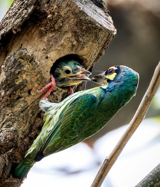 Khoảnh khắc chim cu rốc mớm mồi cho con trong thân cây mục đầy yêu thương - Ảnh 2.