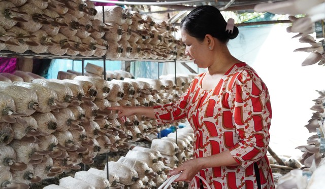 Đến c&ugrave; lao Thới Sơn trải nghiệm du lịch với trại nấm b&agrave;o ngư  - Ảnh 2.