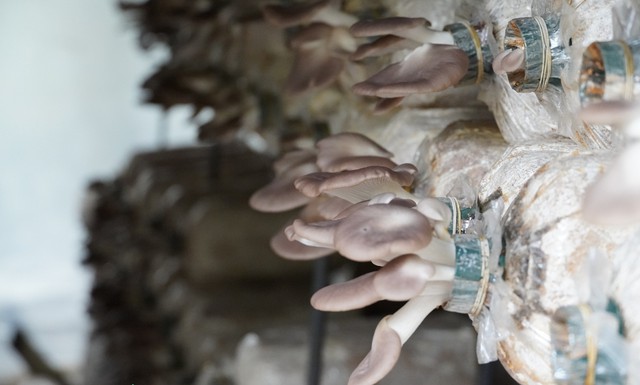 Đến c&ugrave; lao Thới Sơn trải nghiệm du lịch với trại nấm b&agrave;o ngư  - Ảnh 5.