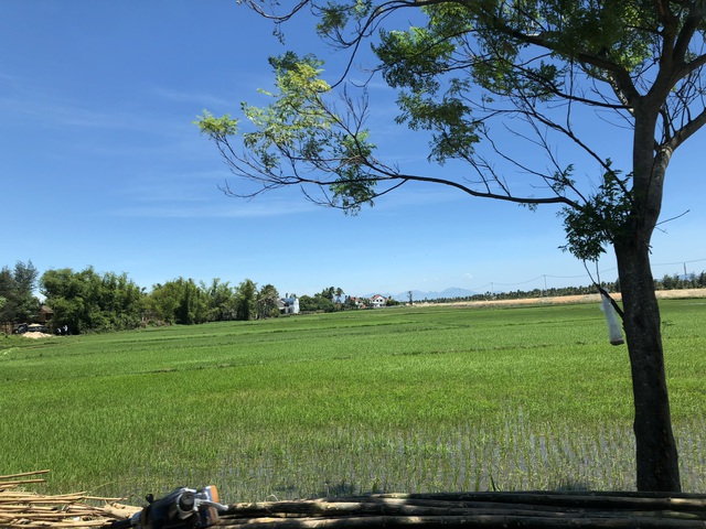 C&acirc;y l&acirc;u năm n&agrave;o được trồng tr&ecirc;n đất l&uacute;a?- Ảnh 1.