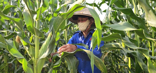 Vợ chồng lão nông U.70 và vườn bắp 'tự bẻ' đắt khách ở ngoại ô Sài Gòn - Ảnh 3.