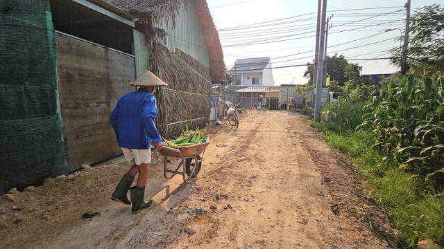 Vợ chồng lão nông U.70 và vườn bắp 'tự bẻ' đắt khách ở ngoại ô Sài Gòn - Ảnh 5.