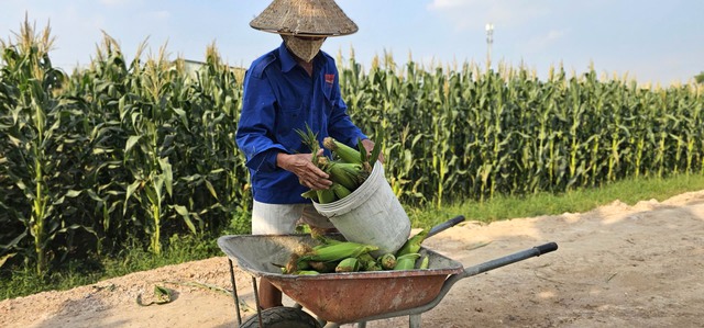 Vợ chồng lão nông U.70 và vườn bắp 'tự bẻ' đắt khách ở ngoại ô Sài Gòn - Ảnh 4.