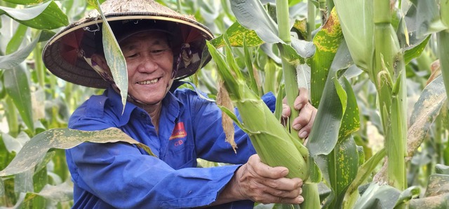 Vợ chồng lão nông U.70 và vườn bắp 'tự bẻ' đắt khách ở ngoại ô Sài Gòn - Ảnh 1.