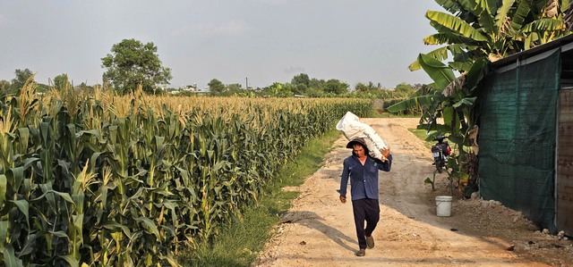 Vợ chồng lão nông U.70 và vườn bắp 'tự bẻ' đắt khách ở ngoại ô Sài Gòn - Ảnh 2.