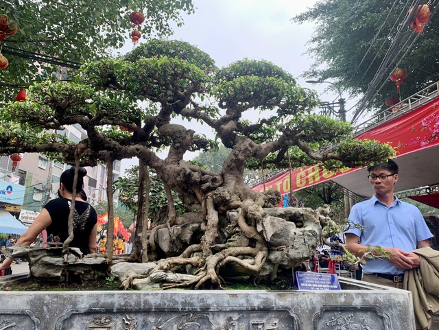 Thú chơi cây cảnh 'hái' tiền tỉ ở làng Triều Khúc - Ảnh 1.