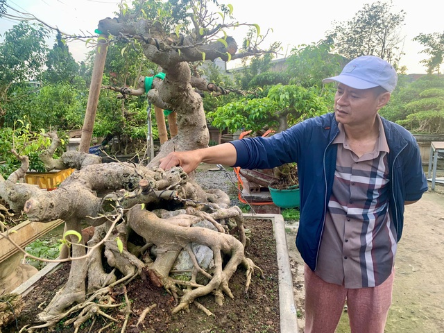 Thú chơi cây cảnh 'hái' tiền tỉ ở làng Triều Khúc - Ảnh 2.