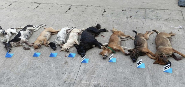 Bỏ lại xe và tang vật khi bị phát hiện trộm chó - Ảnh 2.