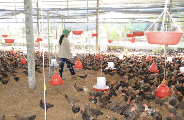 Doanh nghiệp 'nhường' lợi nhuận, c&ugrave;ng n&ocirc;ng d&acirc;n vượt 'b&atilde;o gi&aacute;' từ xung đột Trung Đ&ocirc;ng- Ảnh 1.