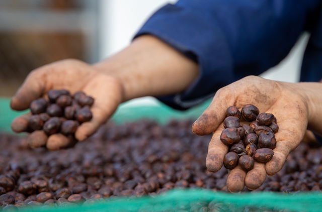 Gi&aacute; c&agrave; ph&ecirc; lao dốc - Ảnh 1.