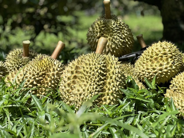 Xuất khẩu sầu ri&ecirc;ng v&agrave;o Trung Quốc, Mỹ v&agrave; H&agrave;n Quốc tăng 500%- Ảnh 1.