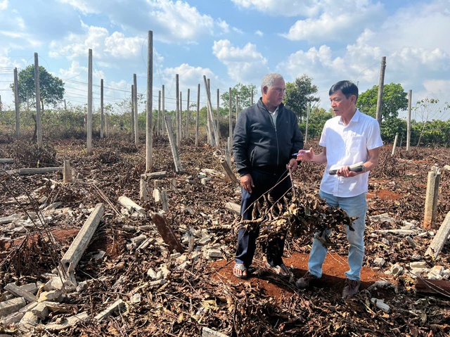 D&acirc;n tự nguyện chặt c&agrave; ph&ecirc;, mở lối cao tốc Quy Nhơn - Pleiku 43.700 tỉ đồng - Ảnh 2.