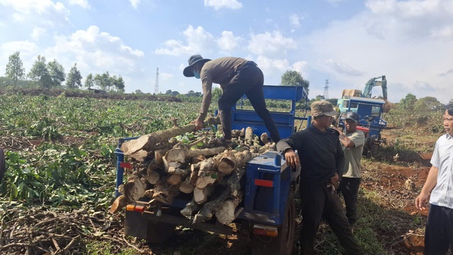 D&acirc;n tự nguyện chặt c&agrave; ph&ecirc;, mở lối cao tốc Quy Nhơn - Pleiku 43.700 tỉ đồng - Ảnh 1.