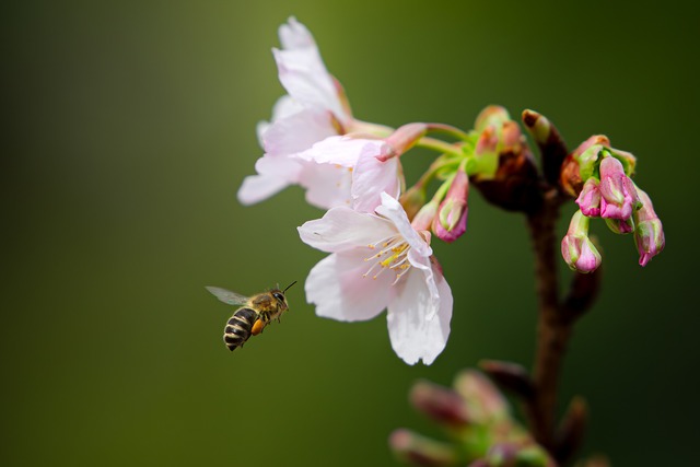 H&ocirc;m nay 5.3 tiết Kinh trập bắt đầu: Tiết kh&iacute; c&oacute; g&igrave; m&agrave; người Việt quan t&acirc;m? - Ảnh 2.