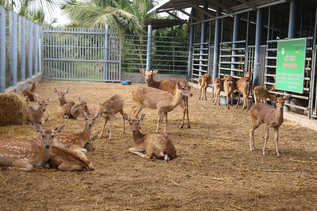 B&aacute;n b&ograve; chuyển sang nu&ocirc;i hươu lấy nhung, n&ocirc;ng d&acirc;n miền T&acirc;y 'h&aacute;i lộc' đều tay - Ảnh 1.