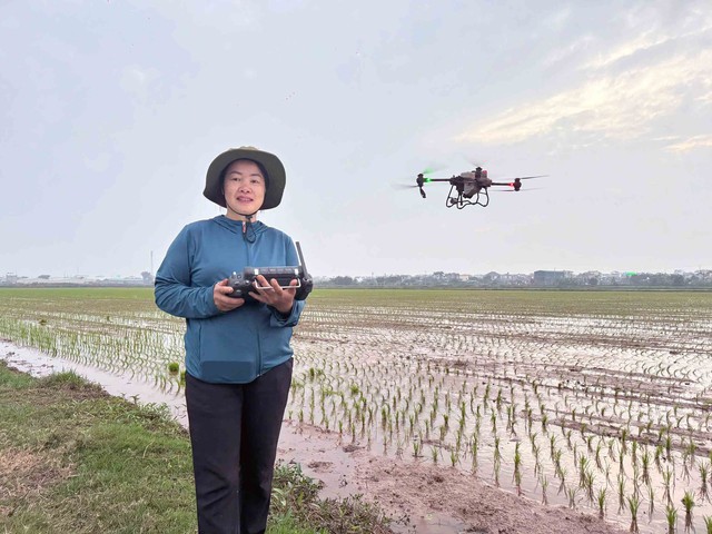 Nữ 'phi c&ocirc;ng' bảo vệ vựa l&uacute;a ở Tiền Hải- Ảnh 1.