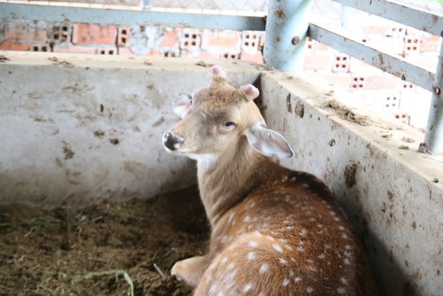 B&aacute;n b&ograve; chuyển sang nu&ocirc;i hươu lấy nhung, n&ocirc;ng d&acirc;n miền T&acirc;y 'h&aacute;i lộc' đều tay - Ảnh 3.