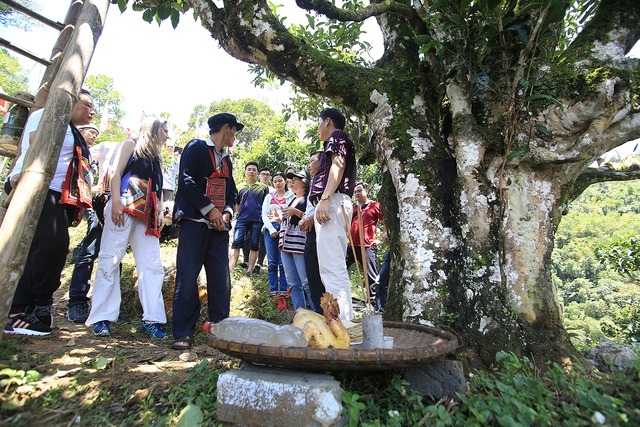 Nỗi niềm tr&agrave; di sản: Ngậm ng&ugrave;i số phận 'cụ tr&agrave;' 001- Ảnh 2.