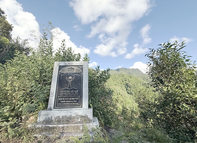 Nỗi niềm tr&agrave; di sản: Ngậm ng&ugrave;i số phận 'cụ tr&agrave;' 001- Ảnh 5.