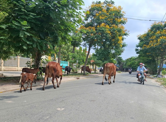 Bò thả rông trên đường- Ảnh 1.