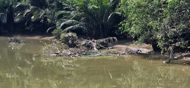 Cắt tỉa cây xanh, dừa nước rồi 'bỏ quên' dưới sông Thầy Tiêu gây ô nhiễm - Ảnh 4.