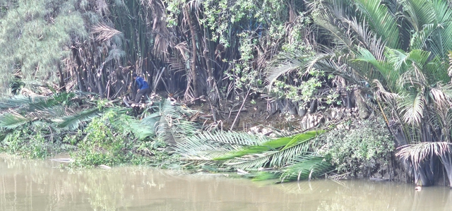 Cắt tỉa cây xanh, dừa nước rồi 'bỏ quên' dưới sông Thầy Tiêu gây ô nhiễm - Ảnh 1.
