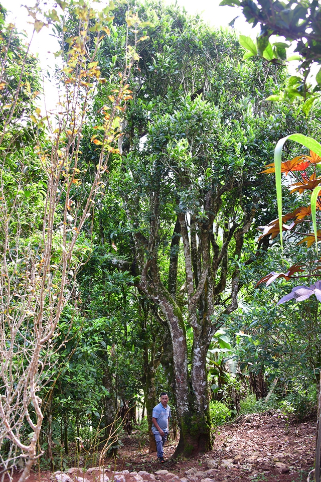 Nỗi niềm tr&agrave; di sản 2026 bia di sản ' bức tử ' c&acirc;y tr&agrave; q&uacute;y tr&agrave; Shan tuyết - Ảnh 1.