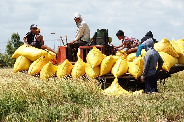 Thế kh&oacute; của hạt gạo- Ảnh 1.