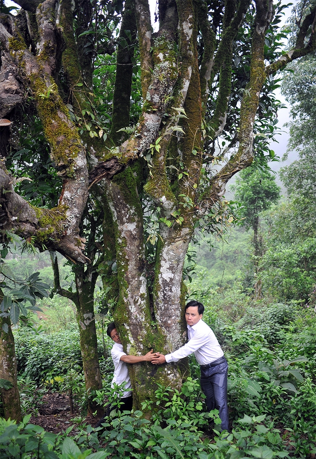 Nỗi niềm tr&agrave; di sản 2026 bia di sản ' bức tử ' c&acirc;y tr&agrave; q&uacute;y tr&agrave; Shan tuyết - Ảnh 3.