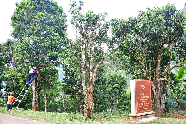 Nỗi niềm tr&agrave; di sản 2026 bia di sản ' bức tử ' c&acirc;y tr&agrave; q&uacute;y tr&agrave; Shan tuyết - Ảnh 5.