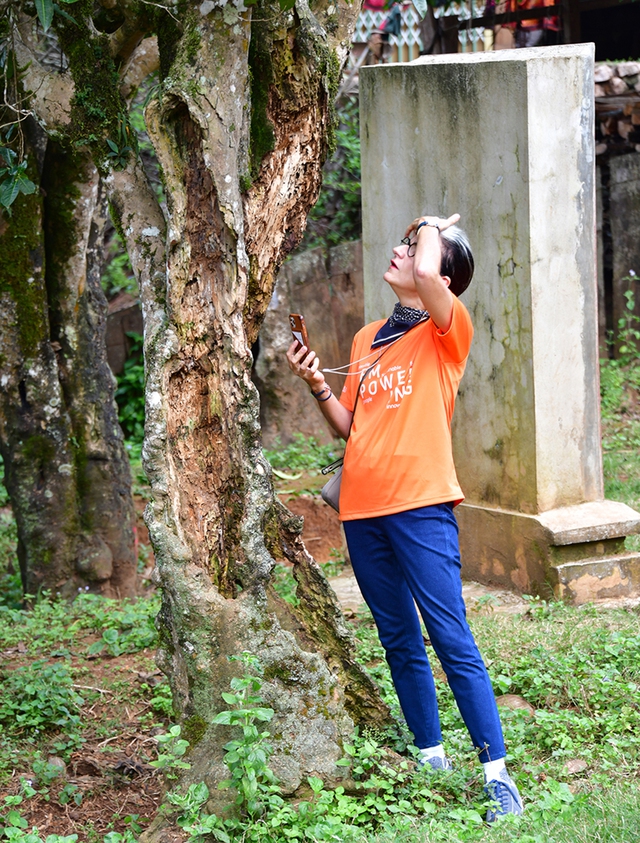 Nỗi niềm tr&agrave; di sản 2026 bia di sản ' bức tử ' c&acirc;y tr&agrave; q&uacute;y tr&agrave; Shan tuyết - Ảnh 7.