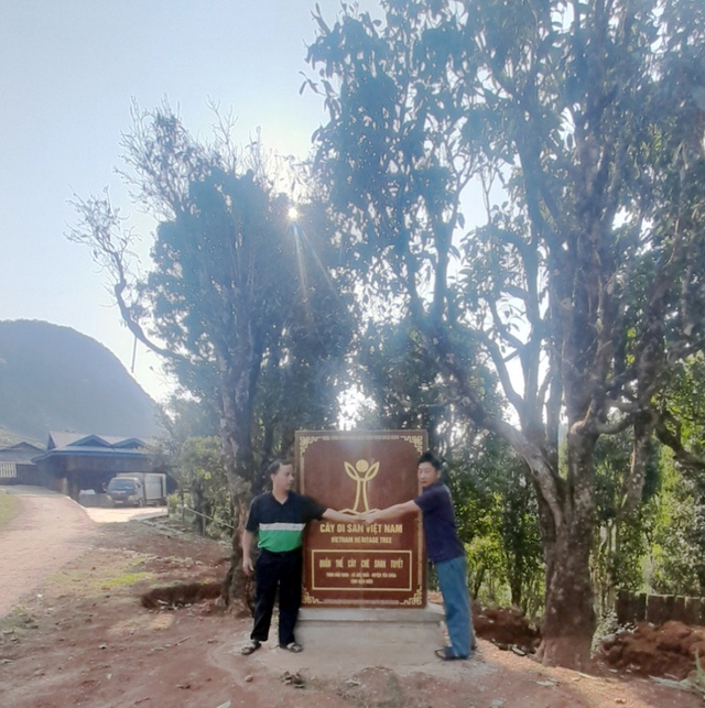 Nỗi niềm tr&agrave; di sản 2026 bia di sản ' bức tử ' c&acirc;y tr&agrave; q&uacute;y tr&agrave; Shan tuyết - Ảnh 6.