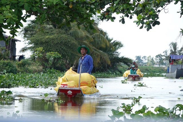 Thế kh&oacute; của hạt gạo- Ảnh 2.