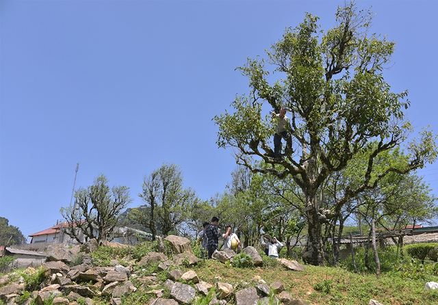 Chặt c&agrave;nh b&uacute;p t&iacute;m, bỏ qu&ecirc;n P&agrave; C&ograve;- Ảnh 2.