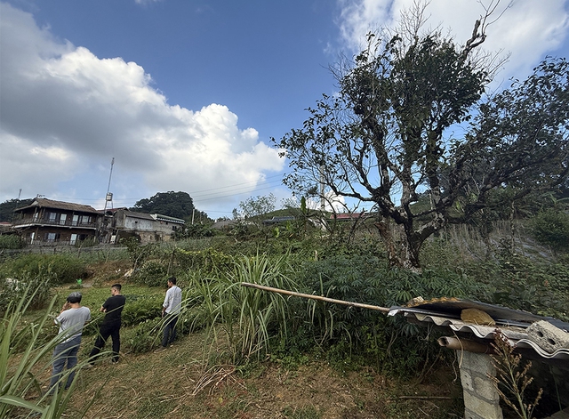 Chặt c&agrave;nh b&uacute;p t&iacute;m, bỏ qu&ecirc;n P&agrave; C&ograve;- Ảnh 3.