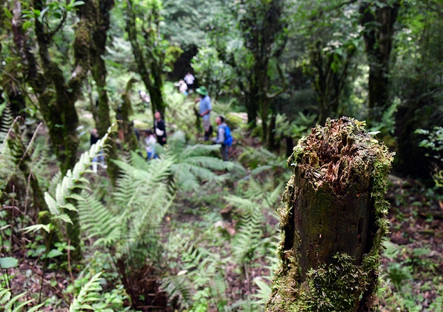 Chặt c&agrave;nh b&uacute;p t&iacute;m, bỏ qu&ecirc;n P&agrave; C&ograve;- Ảnh 4.