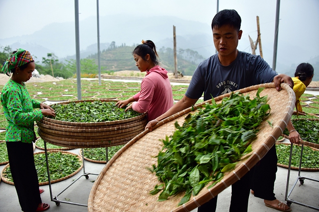 Chặt c&agrave;nh b&uacute;p t&iacute;m, bỏ qu&ecirc;n P&agrave; C&ograve;- Ảnh 5.