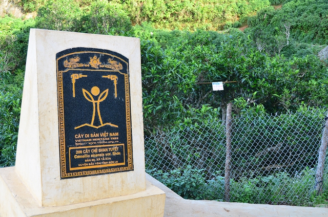 Nỗi niềm tr&agrave; di sản ở T&agrave; X&ugrave;a: Kh&aacute;m ph&aacute; hương vị tr&agrave; Shan tuyết độc đ&aacute;o - Ảnh 1.