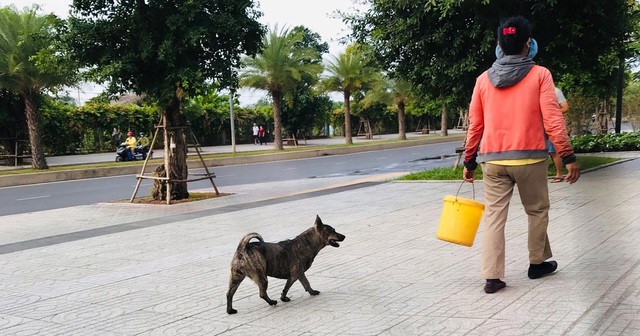 Theo d&otilde;i sức khỏe c&aacute;c trường hợp bị ch&oacute; dại, nghi dại cắn - Ảnh 1.