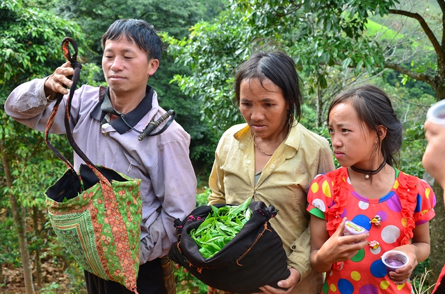 Nỗi niềm tr&agrave; di sản ở T&agrave; X&ugrave;a: Kh&aacute;m ph&aacute; hương vị tr&agrave; Shan tuyết độc đ&aacute;o - Ảnh 4.