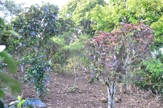 Nỗi niềm tr&agrave; di sản ở T&agrave; X&ugrave;a: Kh&aacute;m ph&aacute; hương vị tr&agrave; Shan tuyết độc đ&aacute;o - Ảnh 6.