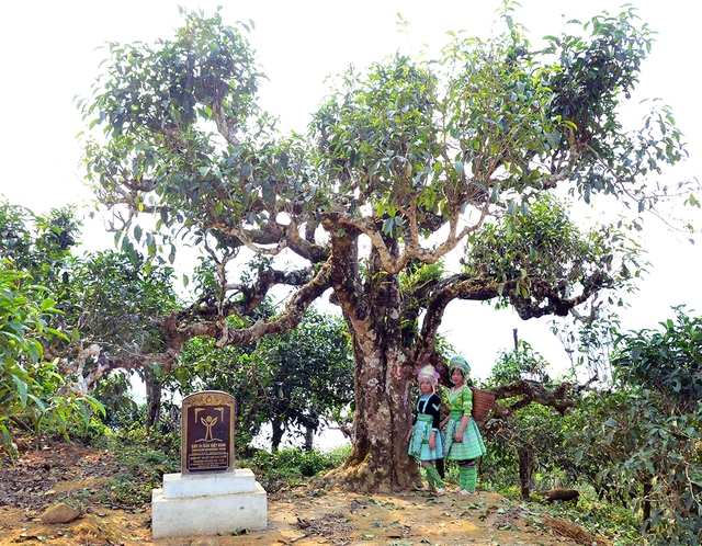 Nỗi niềm tr&agrave; di sản: Phải sinh lợi, kh&ocirc;ng sinh&hellip; bệnh!- Ảnh 1.