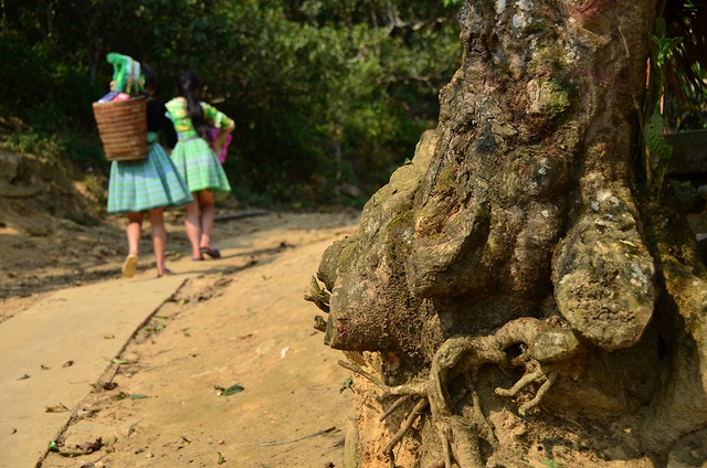 Nỗi niềm tr&agrave; di sản: Phải sinh lợi, kh&ocirc;ng sinh&hellip; bệnh!- Ảnh 2.