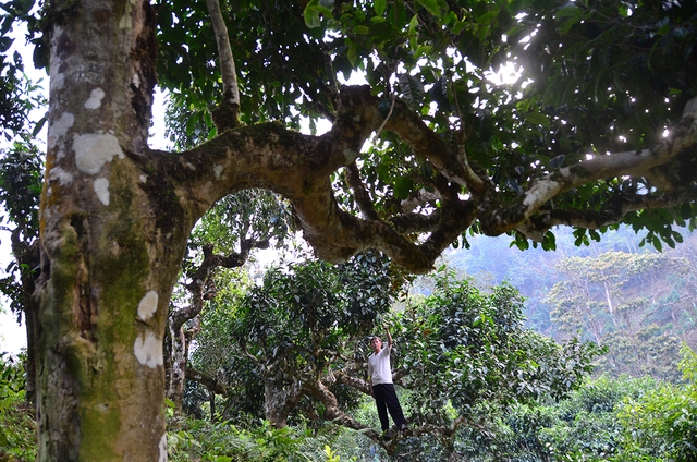 Nỗi niềm tr&agrave; di sản: Phải sinh lợi, kh&ocirc;ng sinh&hellip; bệnh!- Ảnh 5.