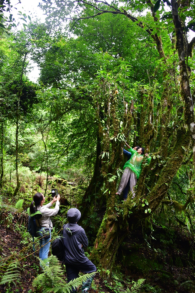 Nỗi niềm tr&agrave; di sản: Phải sinh lợi, kh&ocirc;ng sinh&hellip; bệnh!- Ảnh 4.