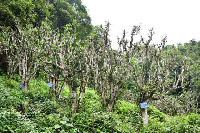 Nỗi niềm tr&agrave; di sản: Phải sinh lợi, kh&ocirc;ng sinh&hellip; bệnh!- Ảnh 7.