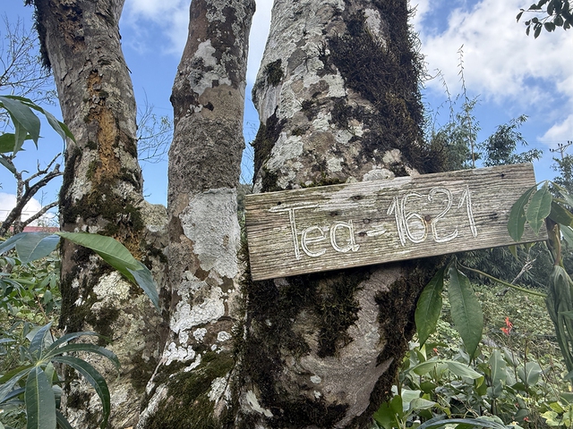 Nỗi niềm tr&agrave; di sản: Phải sinh lợi, kh&ocirc;ng sinh&hellip; bệnh!- Ảnh 8.