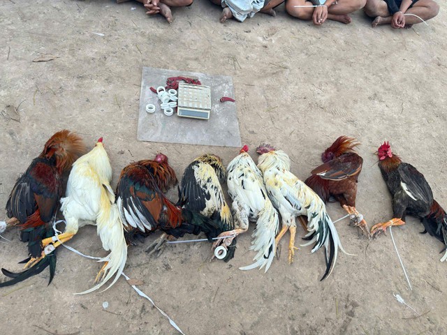 Triệt phá sới gà bịp ở TP.HCM, khởi tố 22 đối tượng liên quan - Ảnh 2.